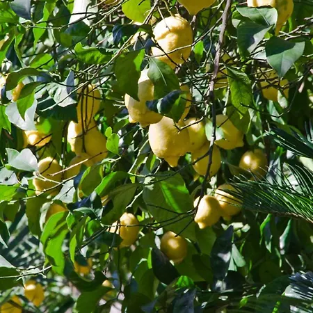 Lidia Bed & Breakfast Sorrento