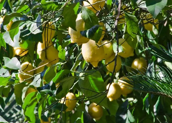 Lidia Couette-café Sorrente